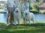Pyreneerhund  Beauty  - et billed mere af disse to skønne hunde 