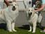 Pyreneerhund  Beauty  - et billed mere af disse to skønne hunde 