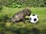 Mastiff engelsk mastiff Hogan - hej hvad hedder du