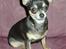 Chihuahua *Gorgeous <3* - Rositta- Gorgeous skønne lille mor! Hun er ikke heeelt god på billeder, men den fineste lille chi live.