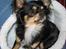 Chihuahua *Gorgeous <3* - Zephyr også kaldet Simba- Gorgeous smukke far! Han er en rigtig lille mand med flotte muskler og meget maskuline ansigtstræk.. bare en lækker lille fyr!!