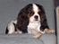 Cavalier king charles spaniel Ziggy 