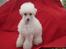 Toypuddel Fluffy
