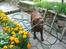 Labrador retriever Nougat - Skal jeg vande jeres blomster???