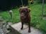 Labrador retriever Nougat - Smukke lille nougat, hjemme ved søs og erik