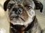 Mops / Griffon.....Otto - Jeg er cool 2007