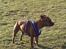 Staffordshire bull terrier (engelsk)Ginger <3 <3 <3 R.I.P <3 <3 <3 - <<<NYT>>> ikke i så god kvallitet d.10/8