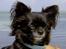 Chihuahua Nille