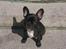 Fransk bulldog Buddha - Buddha posere meget fint.