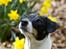 Dansk svensk gaardhund Eddie R.I.P. min dreng... - Det smukke billed er taget af Maria Diling, en stor tak til dig for de fremragende billeder.