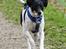 Dansk svensk gaardhund Eddie R.I.P. min dreng... - Eddie i fuld galop. (Fotograf: Maria Diling)