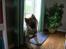 Eurasier Deco