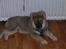 Eurasier Deco