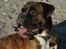 Boxer zep