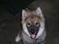 Eurasier Deco