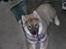 Eurasier Deco