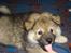 Eurasier Deco