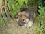 Eurasier Deco
