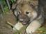 Eurasier Deco