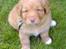 Nova scotia duck tolling retriever Sigurd - Ved vores første møde med Sigurd, var han bare 5 uger og satte sig pænt til rette for fotografen