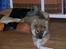 Eurasier Deco