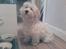 Coton de tulear Ludvig  - modellen poserer