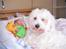 Coton de tulear Ludvig  - Jeg poserer lige