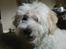 Coton de tulear Ludvig  - hej hej