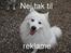 Samojedhund Jago007*i looove my self* - NEJ TIL REKLAME!!!!!!!!