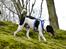 Dansk svensk gaardhund Eddie R.I.P. min dreng... - Gad vide om der er flere guffere... (Fotograf: Maria Diling)