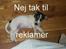 Jack russell terrier Diesel
