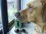 Rhodesian ridgeback pluto - Jeg har IKKE gravet et rundstykke ned i haven..