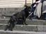 Staffordshire bull terrier Luna - Luna linselus (16 mdr.)