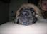 Leonberger Amanda  15-7-08 R.I.P - Hvad laver duuh ? fra 13-8-06
