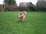 Chow chow Lazie (død 15/2-07)