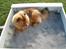 Chow chow Lazie (død 15/2-07) - Sandkassen er min bedste ven. ( Min mor aner ikke hvorfor!)