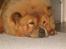 Chow chow Lazie (død 15/2-07) - Sååå træt