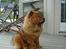 Chow chow Lazie (død 15/2-07)