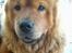 Chow chow Lazie (død 15/2-07)