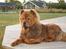 Chow chow Lazie (død 15/2-07) - Hva sker der...