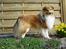 Shetland sheepdog Simba - Simba i haven 2006