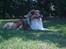 Shetland sheepdog Simba