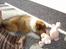 Shetland sheepdog Simba