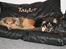 Shetland sheepdog Simba