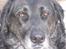 Labrador retriever Bøffe R.I.P - Er blevet meget gråhåret her på det sidste