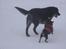 Labrador retriever Bøffe R.I.P - Leger med Tikke i sne´en