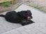 Labrador retriever Bøffe R.I.P