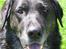Labrador retriever Bøffe R.I.P