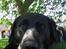 Labrador retriever Adidas R.I.P