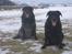Labrador retriever Adidas R.I.P - Adidas til høje og Bøffe til venstre
